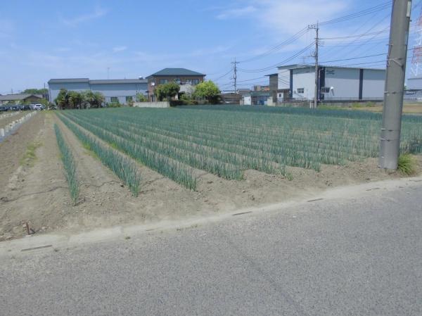 ��ʌ��������܎s��΋����̓y�n�̌��n�y�n�ʐ^